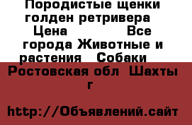 Породистые щенки голден ретривера › Цена ­ 25 000 - Все города Животные и растения » Собаки   . Ростовская обл.,Шахты г.